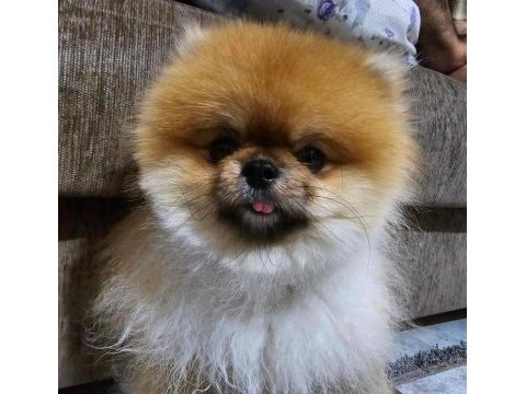 Yetişkin pomeranian boo gülen yüz 1.800 kilo