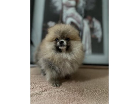 Sağlık ve ırk garantili pomeranian boo yavrularımız 