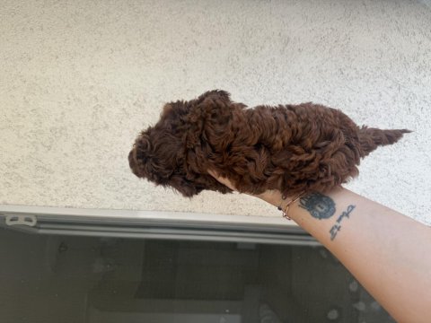 En koyu özelini isteyene dark kore poodle yavrularım