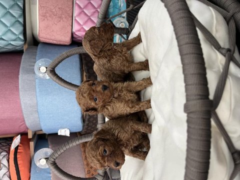 Ömür boyu ırk garantili poodle yavrularımız