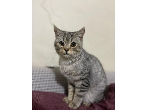 Erkek kedimiz