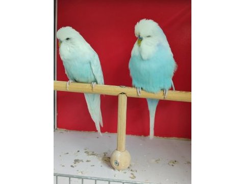 Show muhabbet kuşları