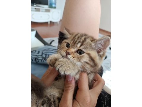 Üç aylık scottish fold ve british shorthair yavrular
