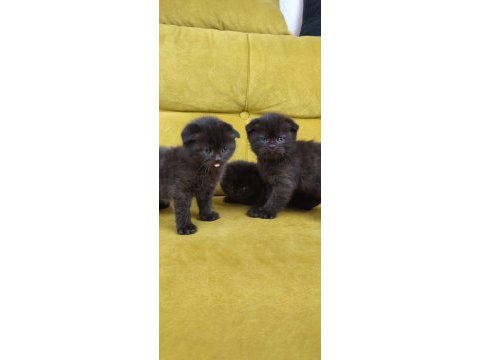 British ve scottish 1.5 aylık yavrular