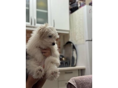 Son maltese bebeğimiz