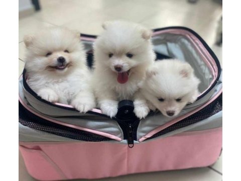 Pomeranian boo