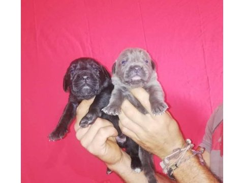 Atletik cane corso yavrular