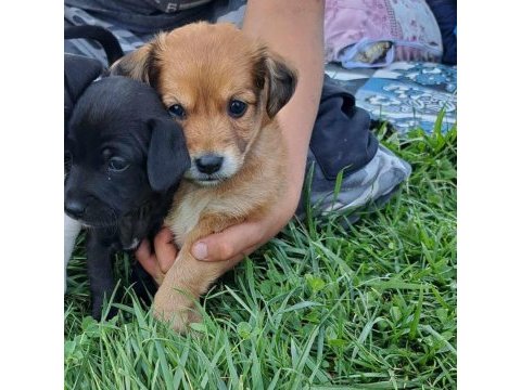 İki adet erkek pinscher köpek ikisi de 2 aylık