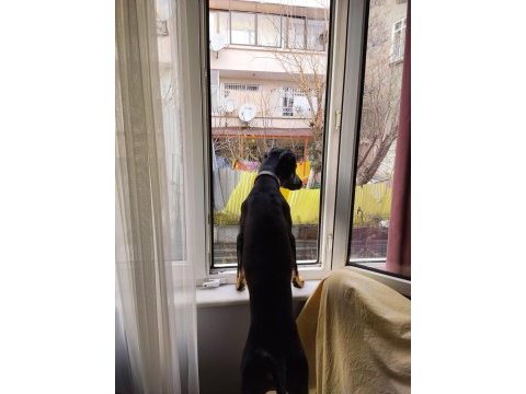 8 aylık rottweiler köpeğim gölge çok oyuncu ve sevecen