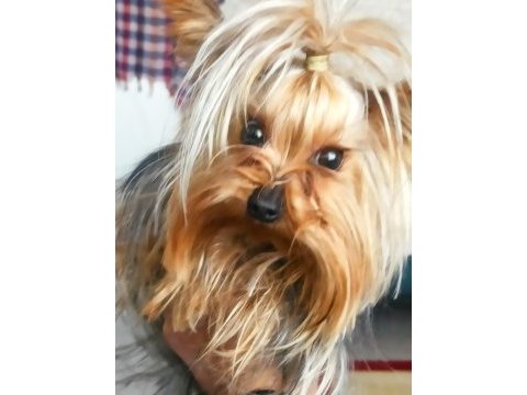 Özel sebeplerden dolayı yorkshire terrier