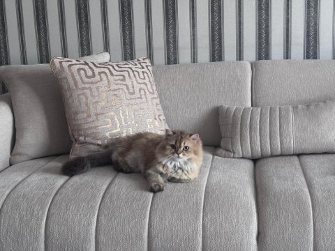 13 aylık kedimizi sahiplendiriyoruz