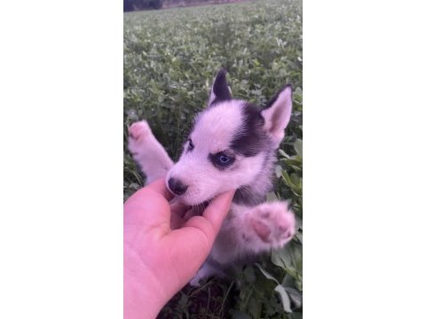 Safkan husky sibirya kurdumuz