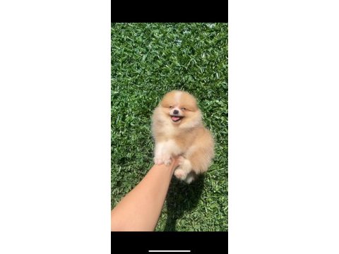 Irk ve sağlık garantili ayıcık surat pomeranian boo bebekler