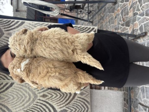 Safkan apricot toy poodle yavrularım