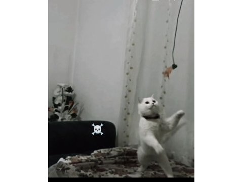 Oyuncul kedimiz