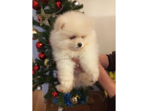 Pomeranian boo