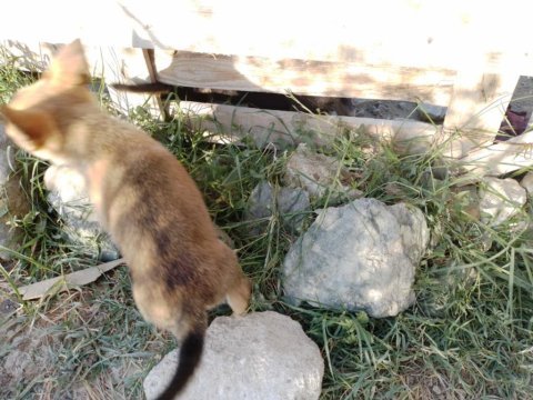 Kurt yavruları 1 dişi ve 1 erkek