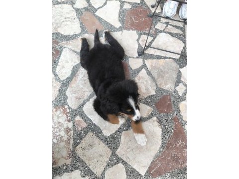 2.5 aylık orjinal bernese çok akıllı wc eğitimli