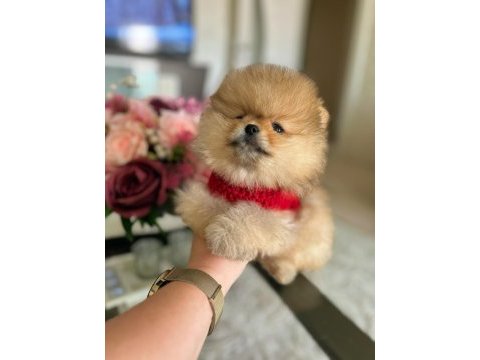 Orijinal ayı sürat üst kalite pomeranian
