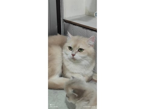 British shorthair golden cy12