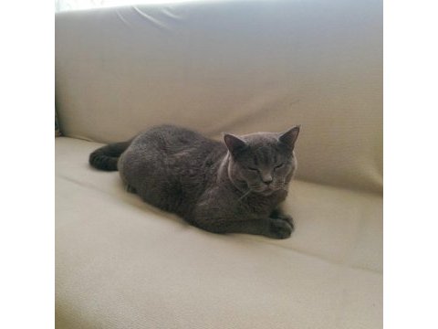 8 aylık british shorthair bütün vitamin aşıları tamamdır