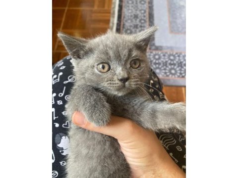 British shorthair tam bır oyun delisi dişi