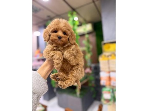 Yavru maltipoo
