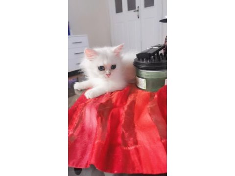 Pamuk prenses british longhair