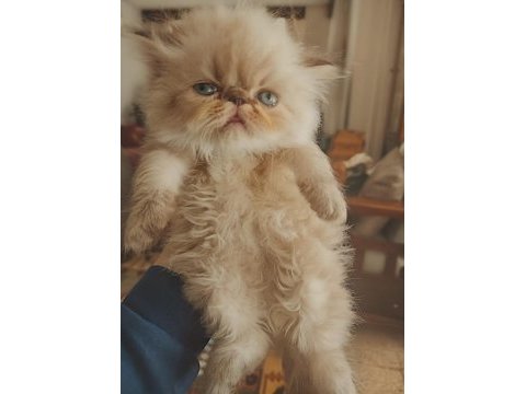 Himalayan persian tatlı yavrumuz