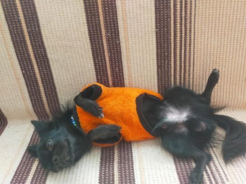 1.5 yaşındaki chihuahua oğlumuza eş arıyoruz