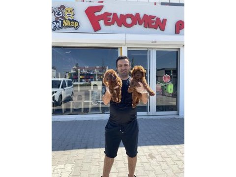 Toy poodle kediler ankara içi kapınıza teslim edilir