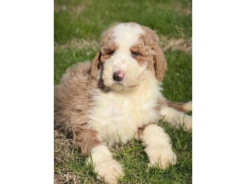 Çok özel giant poodle yavrularımız