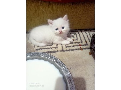 Sevimli british longhair kediler