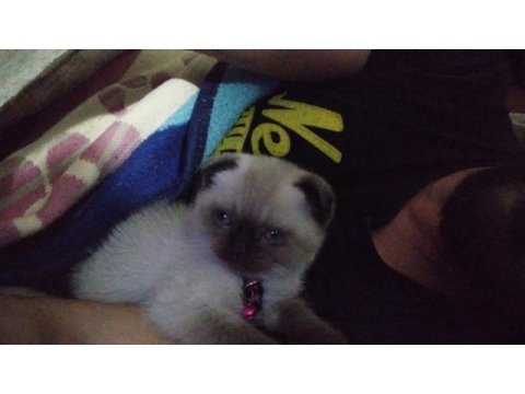Yavru üç aylık scottish fold