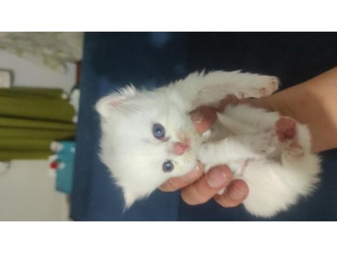 Safkan bicolor ve golden süt beyaz british longhair yavrular