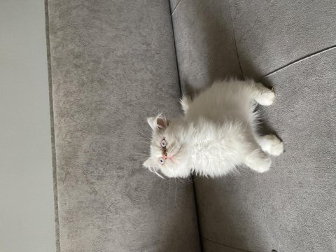 İran persian