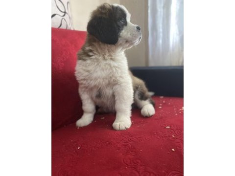 Üst düzey saint bernard yavrular