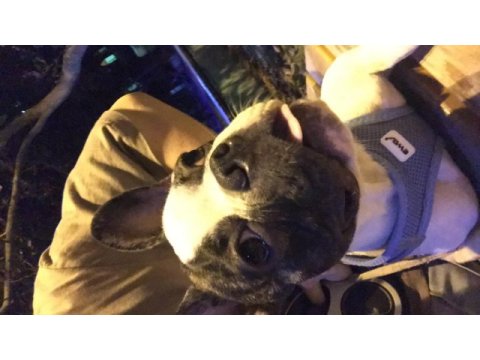 6 aylık french bulldog