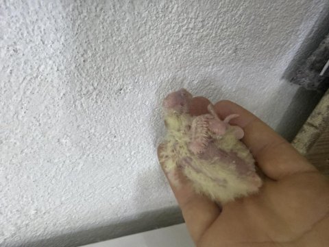 Uyguna yavru sultan papağanları