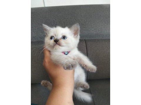 Safkan anne babadan british shorthair ayı surat yavrular