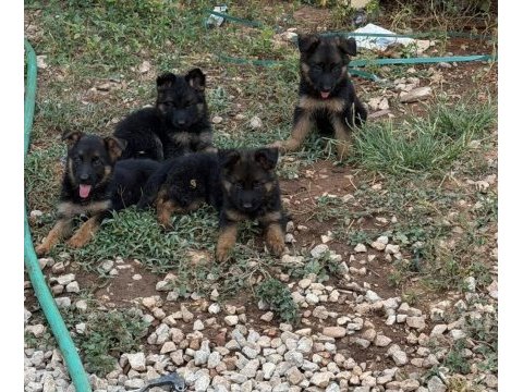 A kalite alman çoban kurdu yavrularımız 