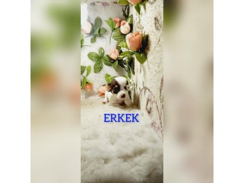 Kendi kızımın chihuahua bebekleri
