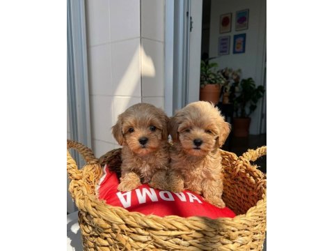 Maltipoo bebekler