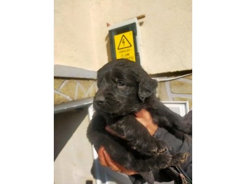 Safkan siyah golden retriever yavrular