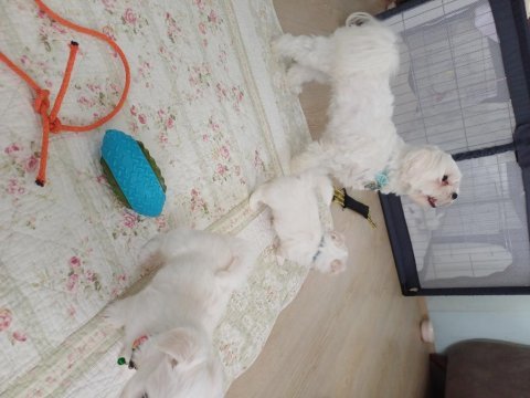 Sıfır numara şecereli yavru köpekler