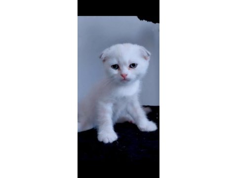 Scottish fold yavru