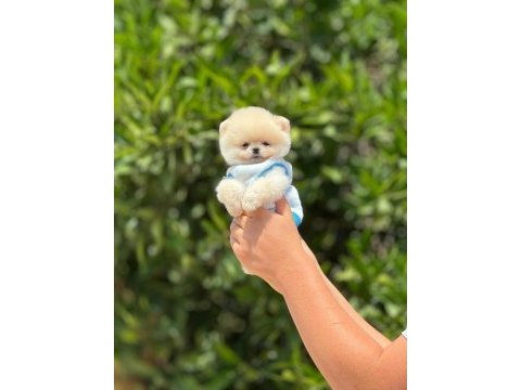 Pomeranian boo bebeklerim