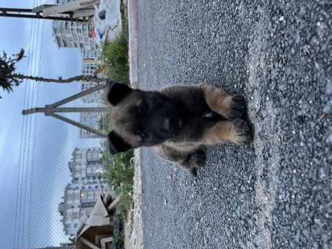 Belçika kurdu köpeğimiz sahiplendirilecek
