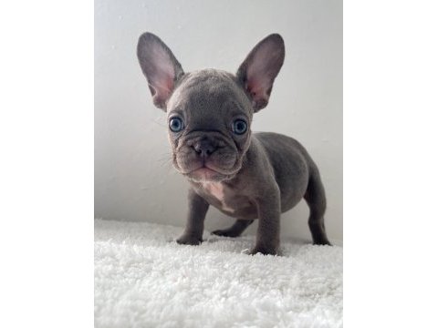 Renkli gözlü french bulldog yavrularım