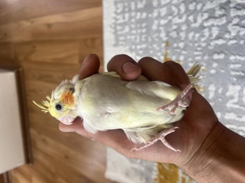 El besleme bebek sultan papağanları